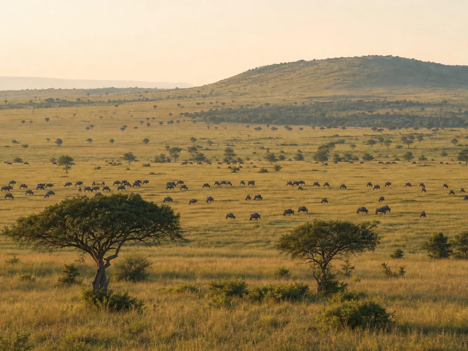 Safari Atlas generated view of Masai Mara National Reserve using verified context: savanna, wildebeest, zebra.